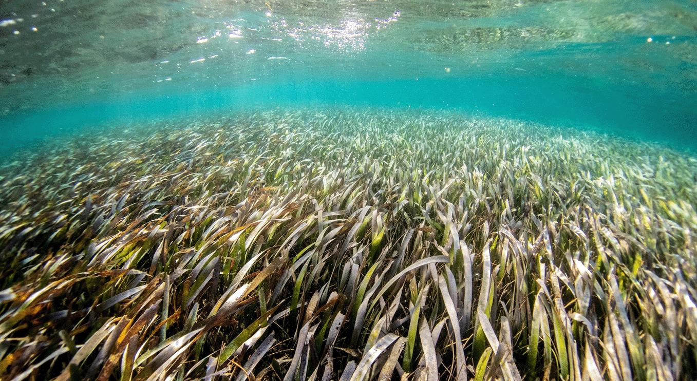 Seagrass